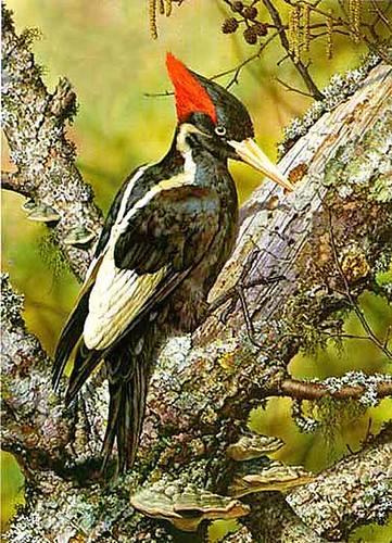 ivory_billed_woodpecker