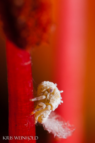 Spider Mite on Lily Flower