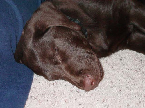 Sleeping Chocolate Labrador Retriever: Cheyenne