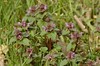 Lamium purpureum - Paarse dovenetel, groeiwijze