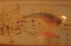 Triops, day 13
