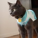 Best Dressed Cat