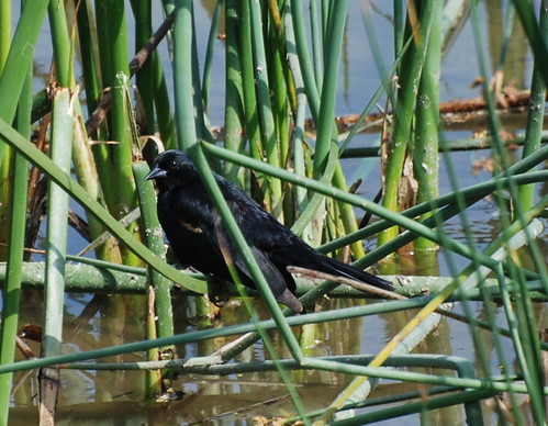 Tricolored blackbird, Agelaius tricolor