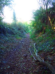 Path from Abbey Wood to Bostall Wood