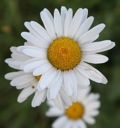 Daisy upon daisy upon daisy