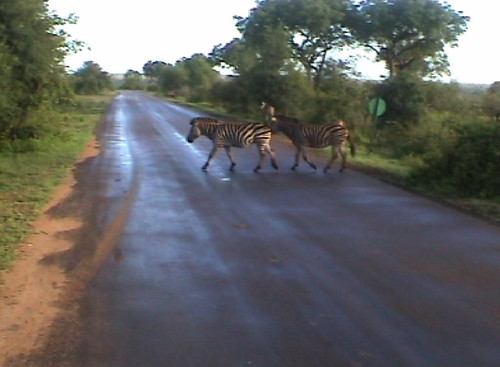 overstekende zebra's