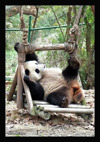 Panda Base in Chengdu  China..my adoption