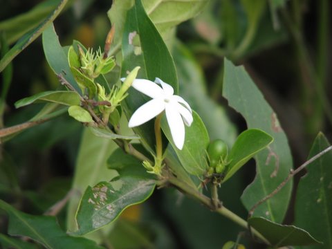 wild jasmine turahalli 090308