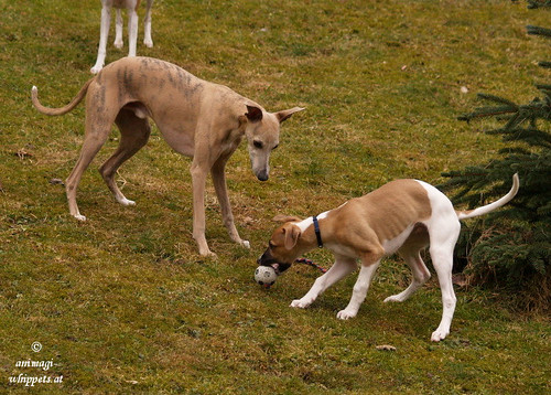 Whippets: Coco & Quentin