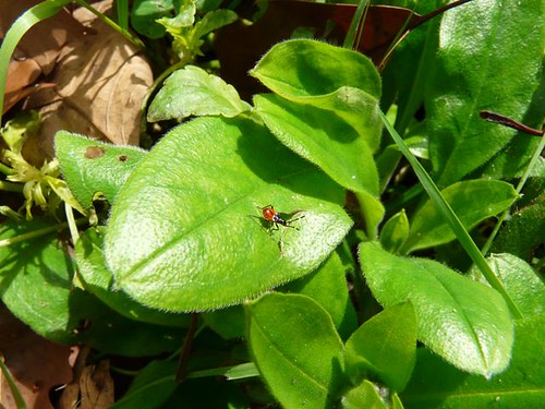 Leaf and ant