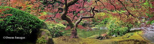 Under THAT Maple Tree ~pano 1