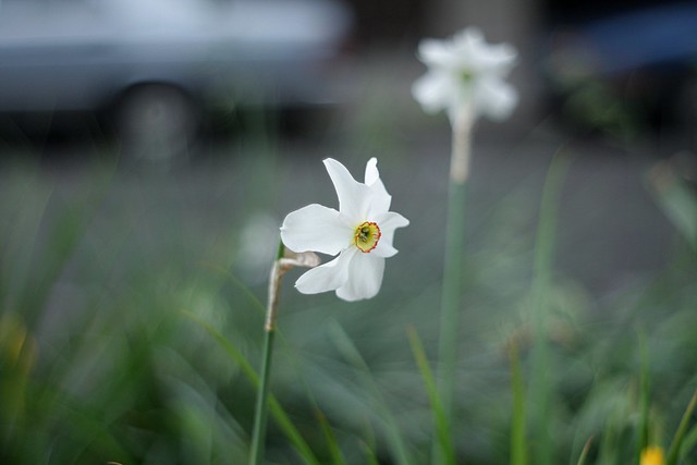 daffodil, o'bryant square