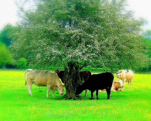 Grazing Cows by Curry Boy.