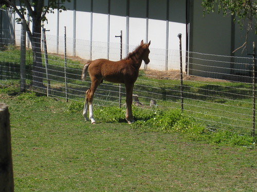 baby horse!  Baby horse!