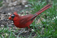 Northern Cardinal {Cardinalis cardinalis} by Birdfreak.com