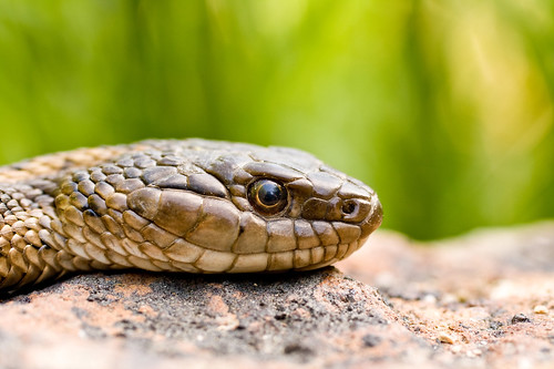 Snake up close.