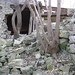 Hastings Ruins Tree Wall