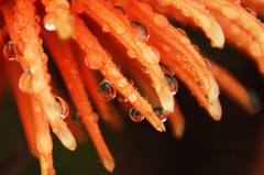 Orange tentacles