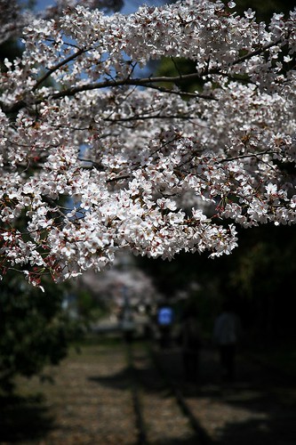 インクラインの桜2