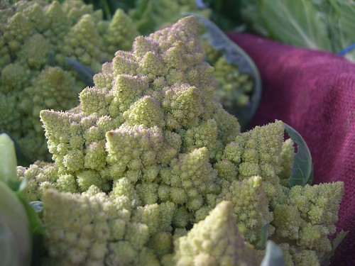 Fractal Cauliflower - CERES Market