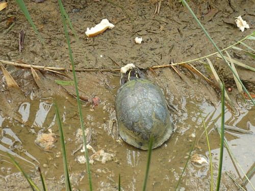 Malayan box turtle (Cuora amboinensis)