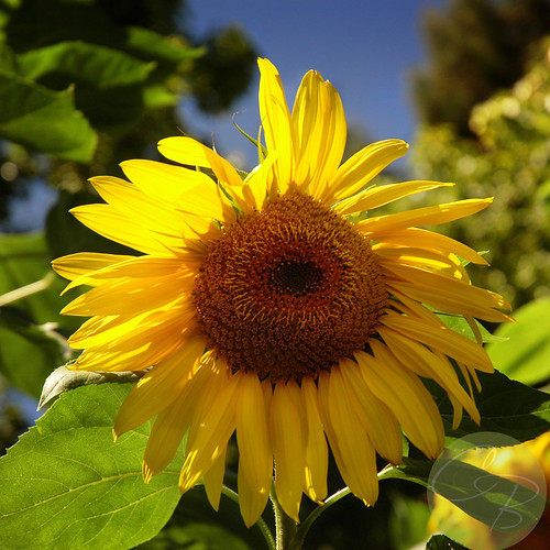 DSC_0007cool sunflowerblog