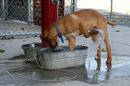 Water Dog.