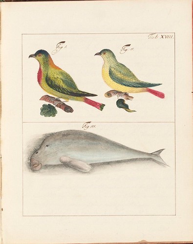 Asian birds and stylised whale