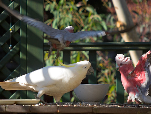 Sulphur-crested cockatoo being a bully