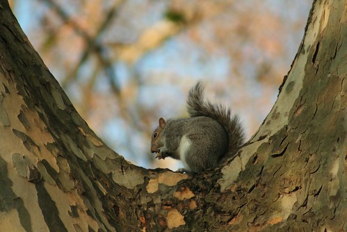 London - A squirrel in Hyde Park
