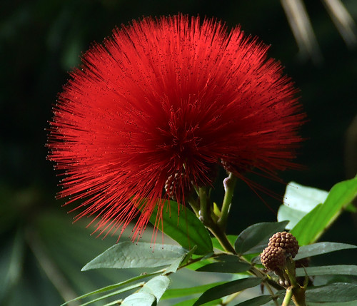 Missouri Botanical Gardens, in Saint Louis, Missouri - red flowers