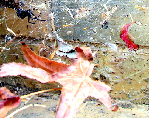 white tail spider bite pictures. Whitetail Spider Nest