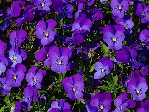 Missouri Botanical ("Shaw's") Garden, in Saint Louis, Missouri, USA - Horned Violet 2