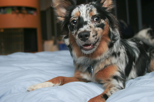 Cheery Pup