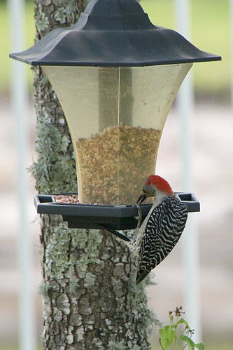 RedbelliedWoodpecker