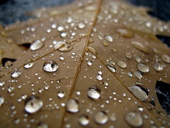 Oak Leaf Raindrops