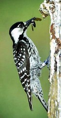 a female red-cockaded woodpecker, an endangered species