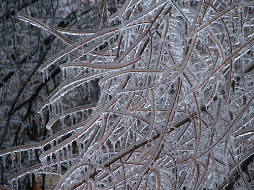 Tangled Branches and Ice