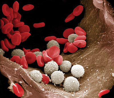 blood cells. Red white lood cells in an