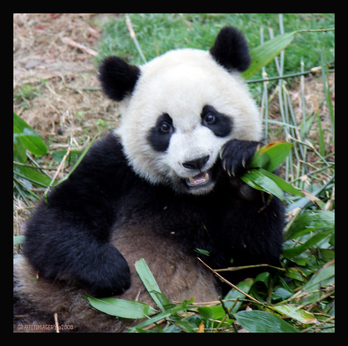 CHENGDU CHINA PANDA BASE..MY BABY PANDA ADOPTION 2/08