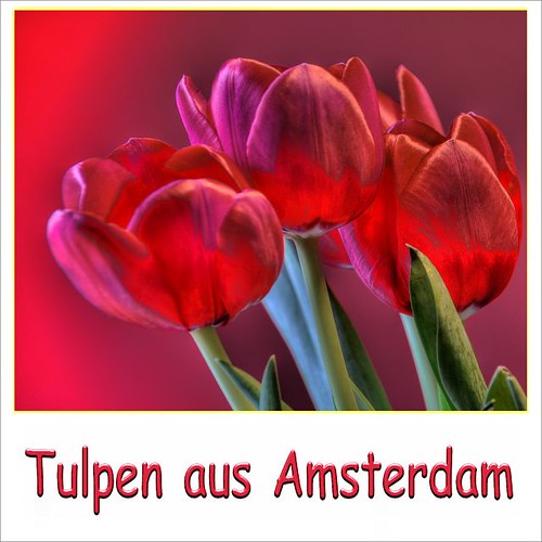 Tulpen aus Amsterdam. Amsterdam