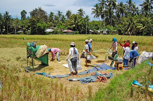 farming rice palay harvest farm farmer Pinoy Filipino Pilipino Buhay  people pictures photos life Philippinen  菲律宾  菲律賓  필리핀(공화국) Philippinesrural