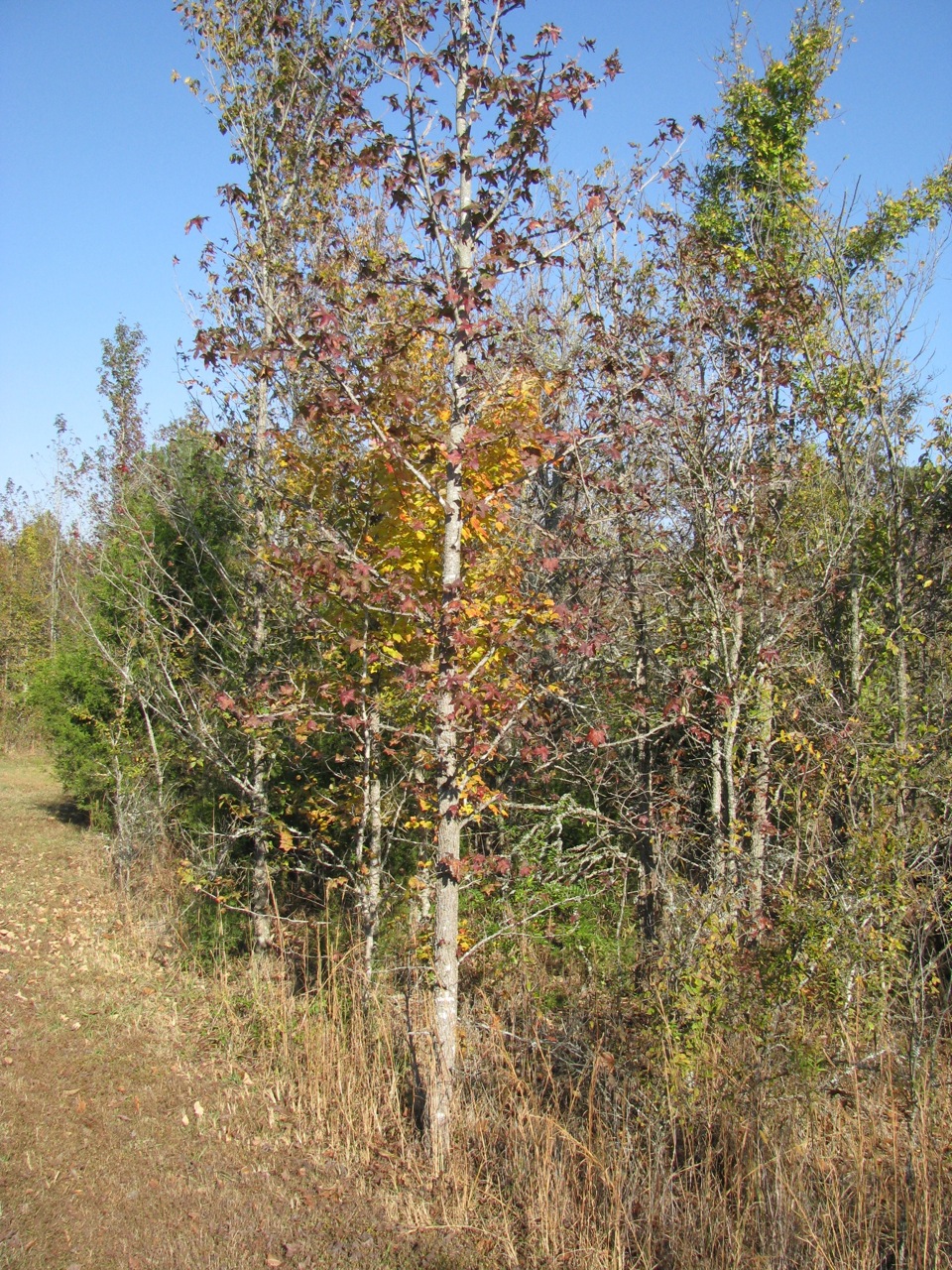 Sycamore and sweet gum
