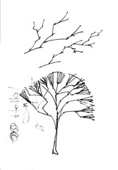 liquidChroma - Drawing, Sketch of Realistic Tree Limbs 2