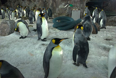 King Penguins@Kelly Tarlton's