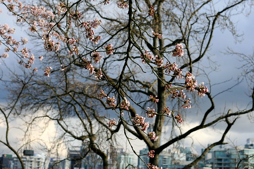 Cherry blossoms in Stanley Park