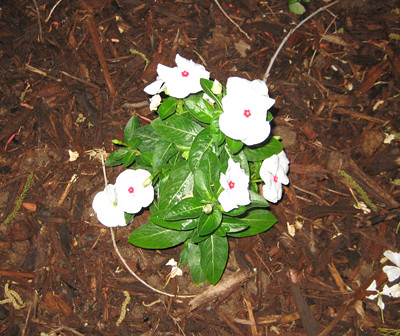 Pictures of Vinca Blooming