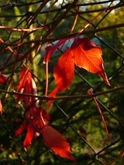 red leaves 2.