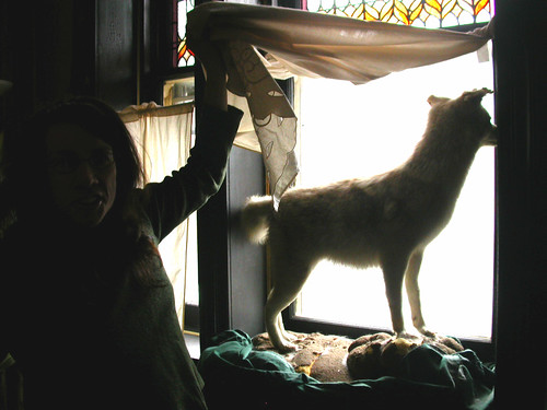 Judith Schaechter and her taxidermy coyote