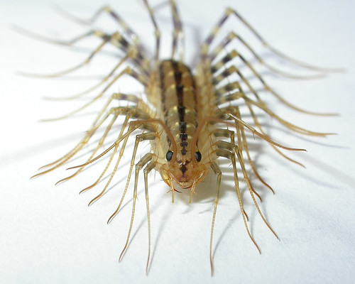 centipede1